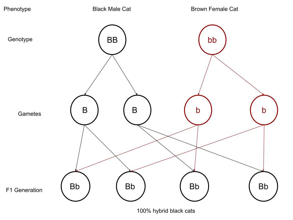 F1-generation offspring of pure black and pure brown cats.