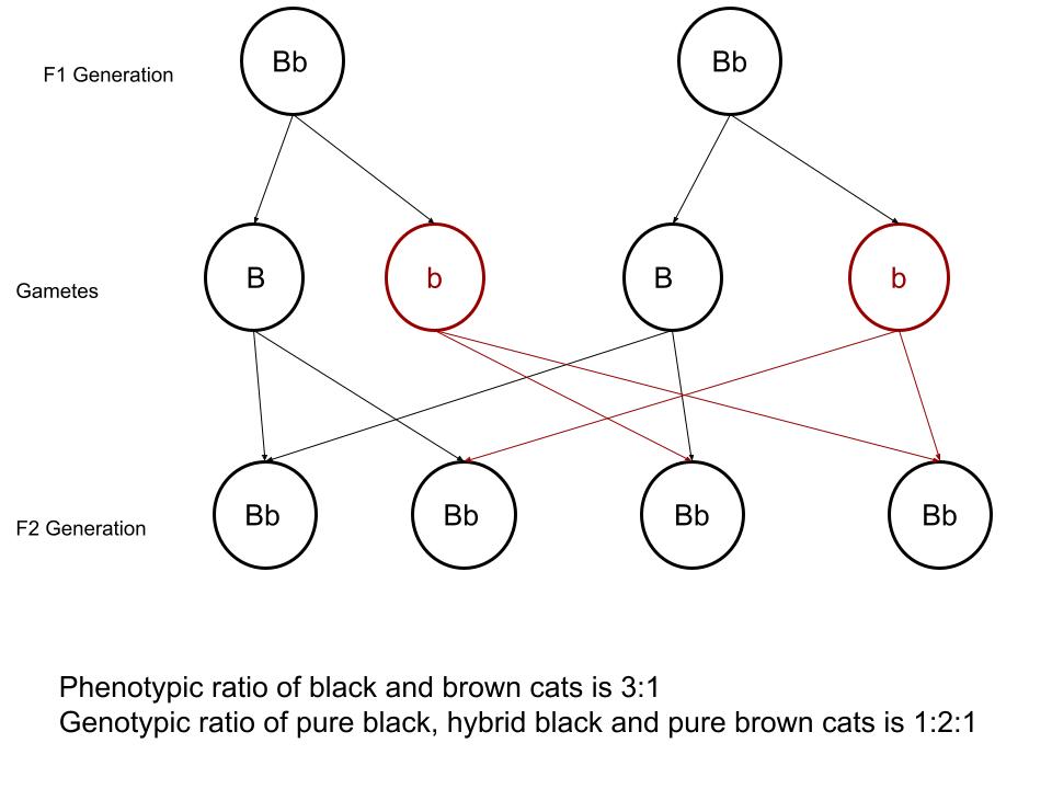 F2-generation offspring of pure black and pure brown cats.